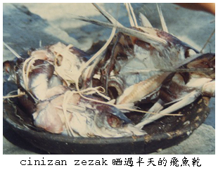 晒過半天的飛魚乾